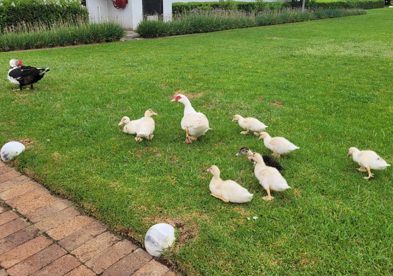 פרטוריה Kievits Kroon Gauteng Wine Estate מראה חיצוני תמונה